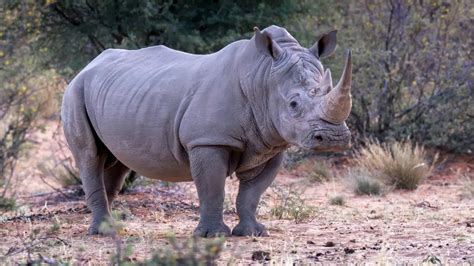 largest rhino ever.